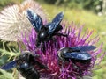 Violet carpenter bee Xylocopa violacea, Die GroÃÅ¸e Blaue Holzbiene, Blauschwarze, ViolettflÃÂ¼gelige Holzbiene